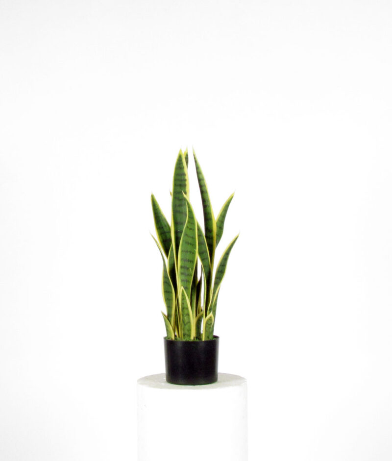 Sansevieria trifasciata Robusta futura