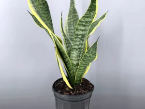 Sansevieria trifasciata Robusta futura