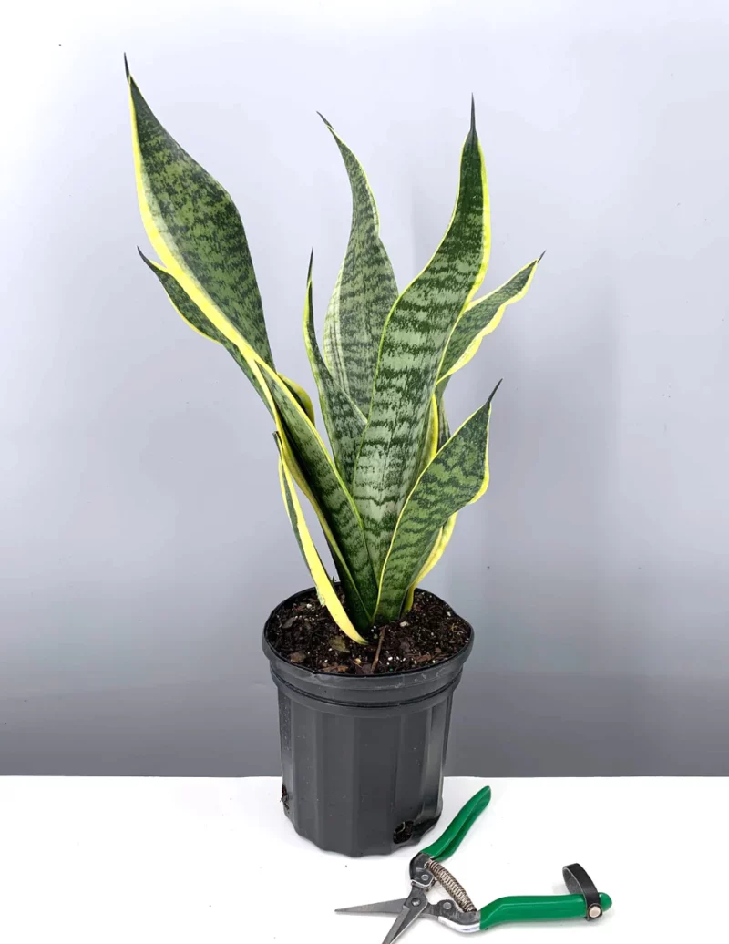 Sansevieria trifasciata Robusta futura