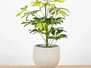 Schefflera