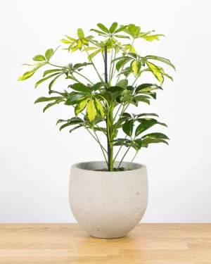 Schefflera