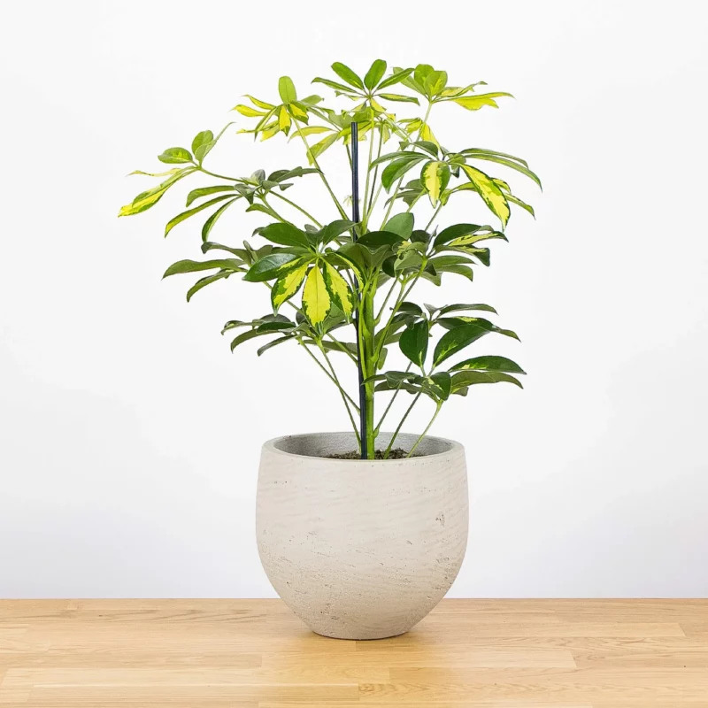 Schefflera