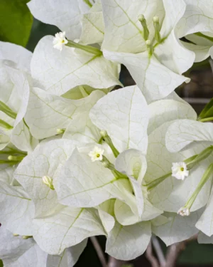 bougainvillier blanc