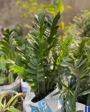 Zamioculcas Zamiifolia