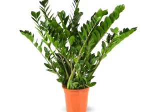 Zamioculcas Zamiifolia