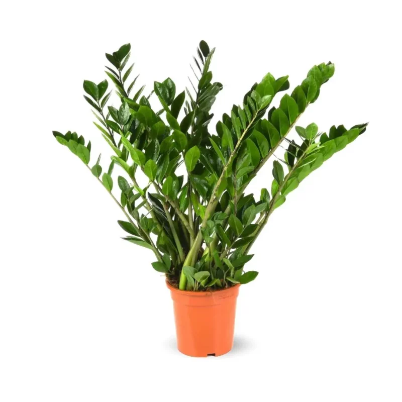 Zamioculcas Zamiifolia