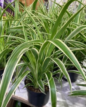 Chlorophytum comosum