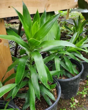 Dracaena Reflexa Green