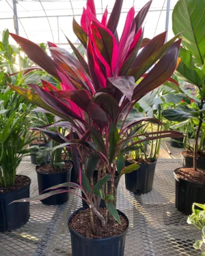 Cordyline
