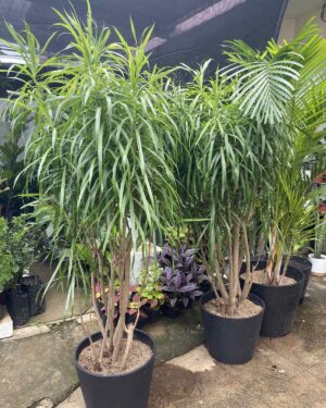 Dracaena Anita