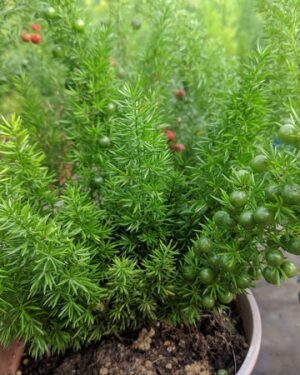 Asparagus Sprengueri