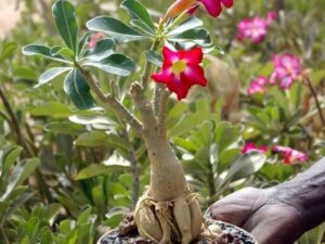 Baobab Chacal