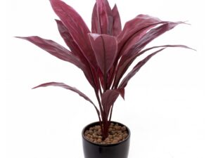 Cordyline