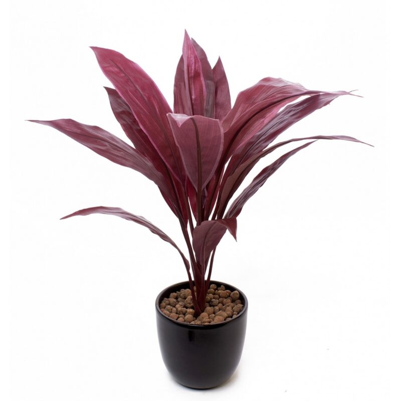 Cordyline