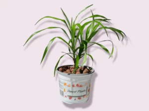 Dracaena Anita