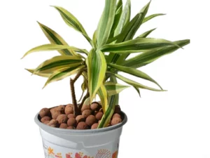 Dracaena Chanson de l'Inde