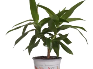 Dracaena Reflexa Green