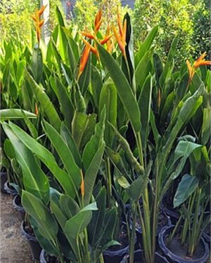 Heliconia nickerensis