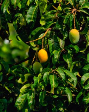 Manguier pêche ( Achat minimum 25 pieds)