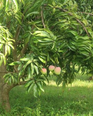 Manguier pomme ( Achat minimum 25 pieds)