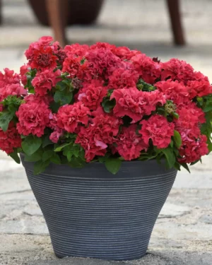 Pétunia grandiflora F1 double cascade VALENTINE MIX