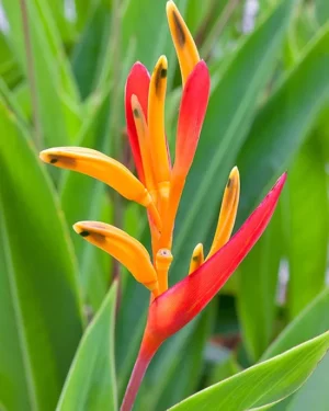 Heliconia psittacorum