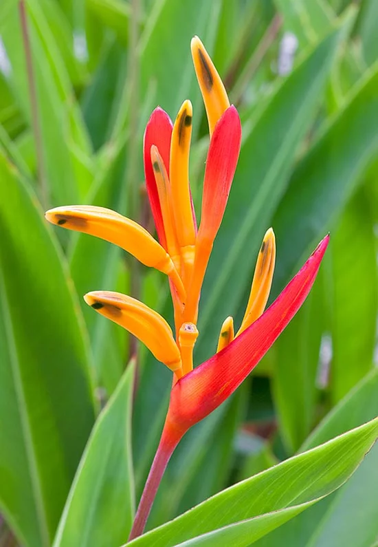 Heliconia psittacorum