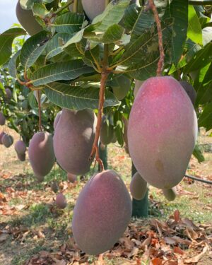 Manguier keitt ( Achat minimum 25 pieds)