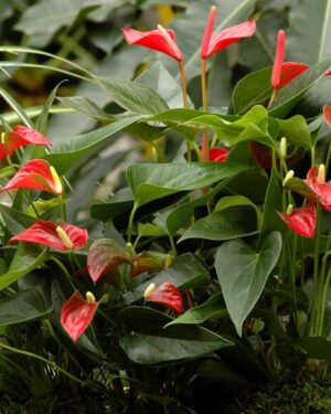 Anthurium