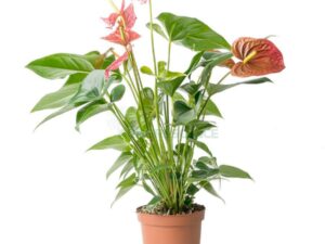 ANTHURIUM