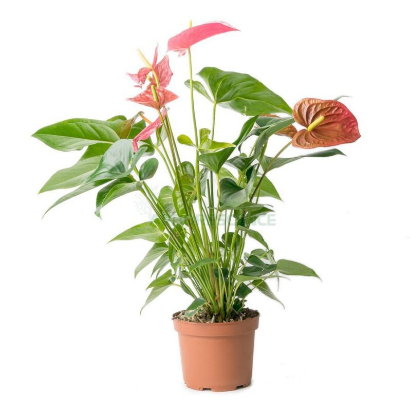 ANTHURIUM