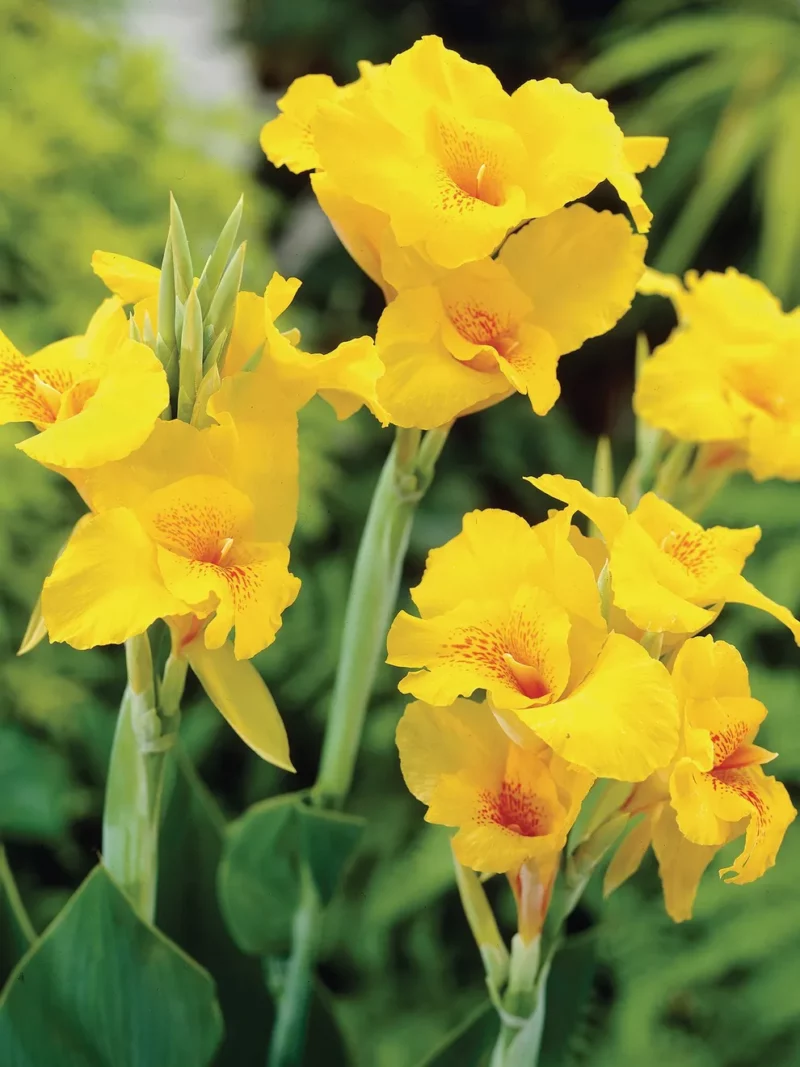 Canna Yellow Humbert