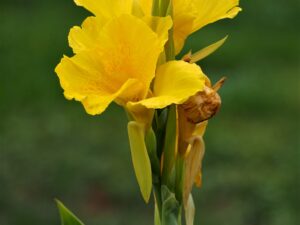 Canna Yellow Humbert