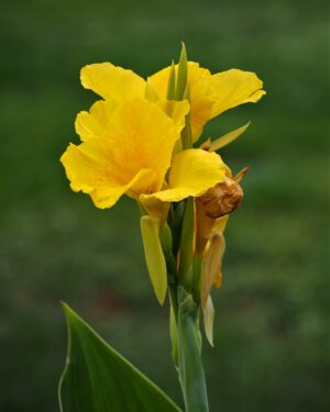 Canna Yellow Humbert
