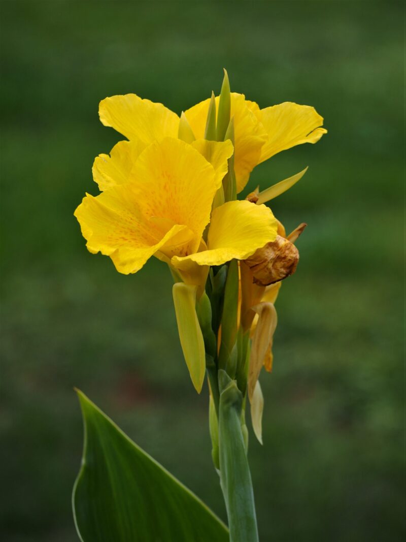 Canna Yellow Humbert