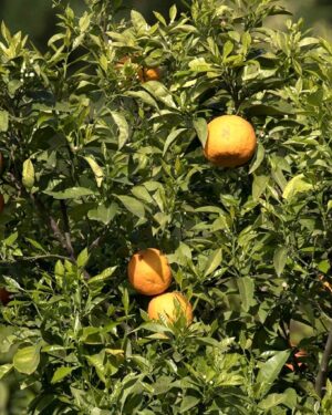 Citronnier Bigaradier