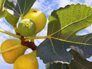 FICUS CARICA