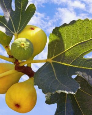 FICUS CARICA