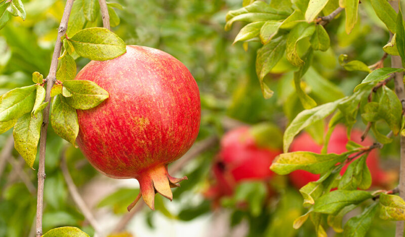 Grenadier à fruits