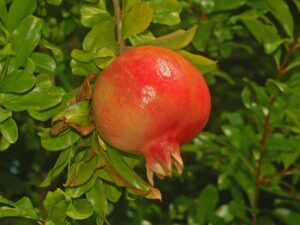 Grenadier à fruits