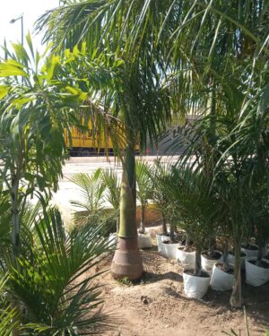 palmier royal à Dakar, Sénégal