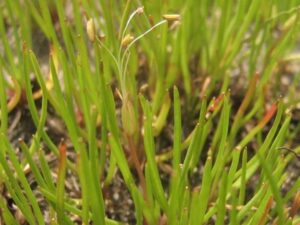 Litorella uniflora - Littorelle à une fleur