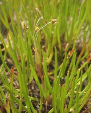 Litorella uniflora - Littorelle à une fleur