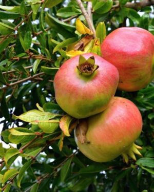 PUNICA GRANATUM (GRENADIER)