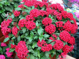 Pentas