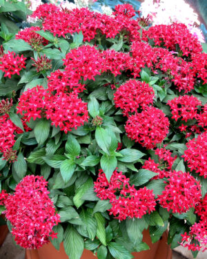 Pentas