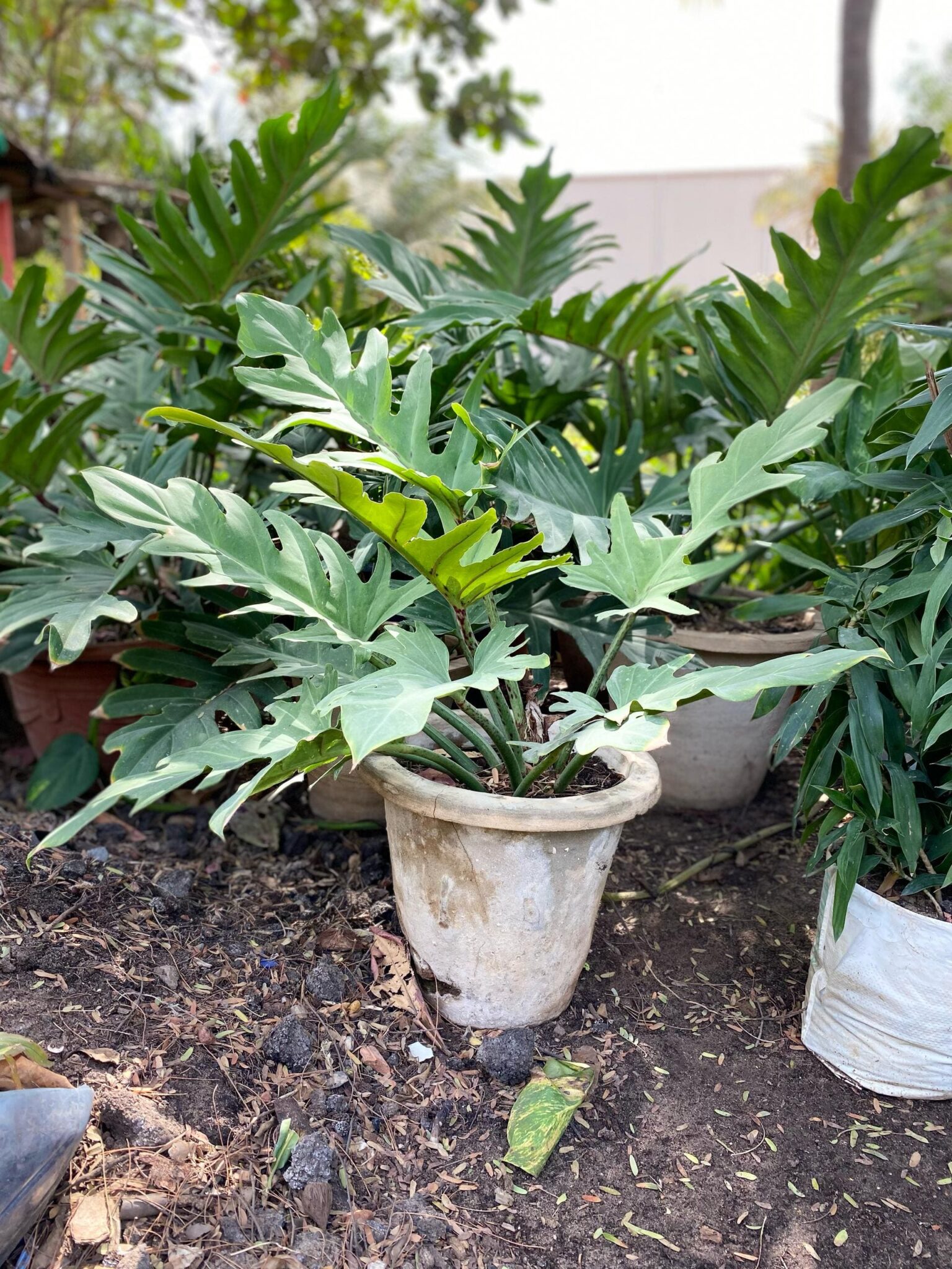 Philodendron 'Xanadu' en Baq Dune