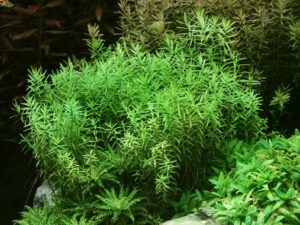 Rotala rotundifolia Green - Rotala à feuilles rondes