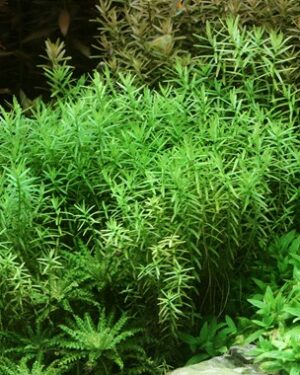 Rotala rotundifolia Green - Rotala à feuilles rondes