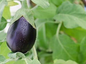 aubergine